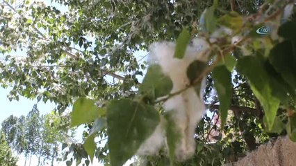 Uzmanlardan Polen Uyarısı