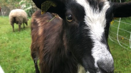 Des biquettes en plein centre-ville