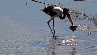 Saddle-Billed Stork Fishing for a Snake - Latest Sightings Pty Ltd