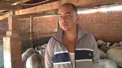 Sınır İhtilafı" Dedi, 25 Keçiyi Av Tüfeğiyle Vurarak Telef Etti