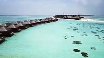 Paradise is Maldives! ✨ | : Ashley Alexiss | : Cocoon Maldives | #VisitMaldives #Maldives #SunnySideofLife #travel #destination #tropicalvibes #green #palmtr