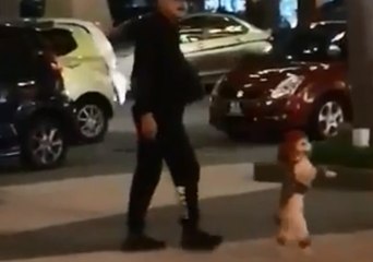 Poodle Forced to Walk on Back Legs During Couple's Shopping Trip in Malaysia