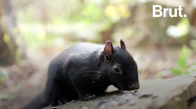 Le mélanisme chez les animaux