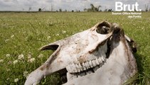 Pays-Bas : 3000 animaux morts dans une réserve naturelle