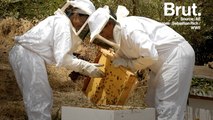Le miel des villes, meilleur que le miel des champs ?