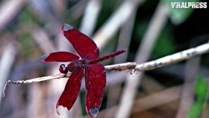 Vintage Pictures Of Phuket In 1977