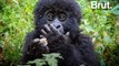 Parc de Virunga : le nombre de gorilles des montagnes en augmentation
