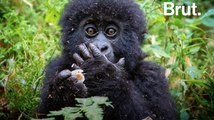 Parc de Virunga : le nombre de gorilles des montagnes en augmentation