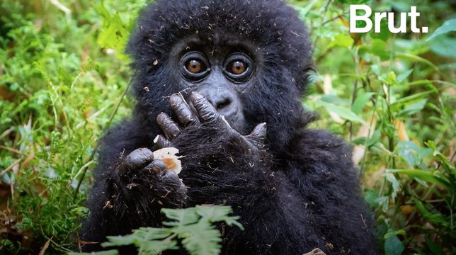 Parc de Virunga : le nombre de gorilles des montagnes en augmentation