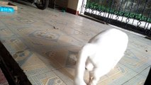 cat playing ball with frog