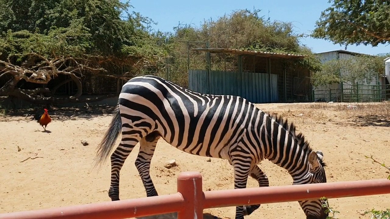 IGORCHIK IS FEEDING ANIMALS IN THE ZOO!!!