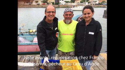 Tortue caouanne relachée au large de Brescou_AMP Côte agathoise