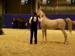 Arab Horse world championship 2007