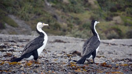 cormorant, new zealand, animation reference HD