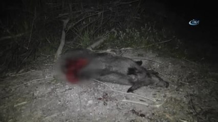 Konya'da Yaban Domuzu Kazaya Sebep Oldu: 5 Yaralı