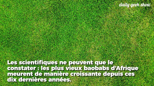 Les plus vieux arbres d'Afrique sont en train de mourir