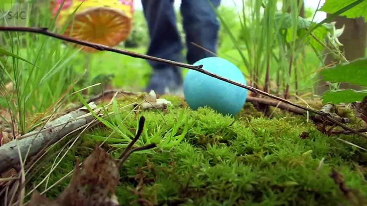 Nico Nog.s01e01.Y Goeden Basg