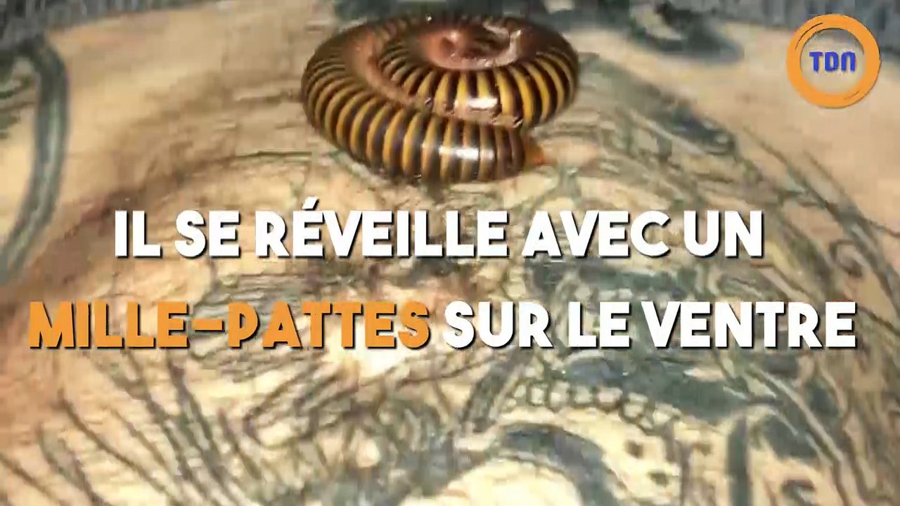 Il se réveille avec un mille-pattes sur le ventre