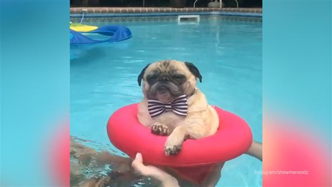 Fauler mops im pool: noodle liebt es, nichts zu tun