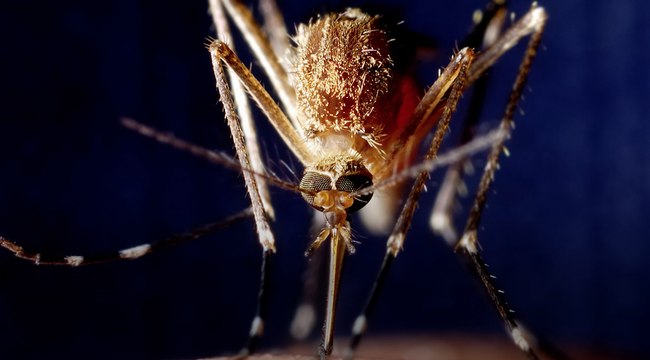 Pourquoi les moustiques piquent ?