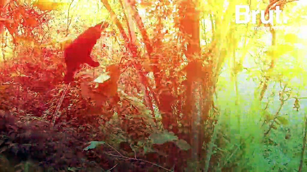 En RDC, la population des gorilles du parc Virunga en augmentation