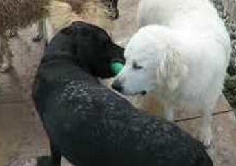 Dogs Embroiled in Chew Toy Standoff Refuses to Give In