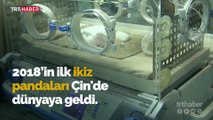 2018'in ilk ikiz pandaları dünyaya geldi