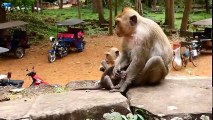 MOM! Please don't leave me alone, Poor baby monkey Donny Cry very loudly because of loss mom