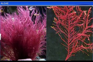 (1)CBSE Class 11 Biology, Plant Kingdom – 1, Algae