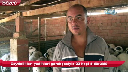 Seferihisar’da zeytinlikleri yedikleri gerekçesiyle 22 keçi öldürüldü