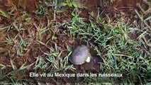 Découverte d'une nouvelle espèce de tortue au Mexique