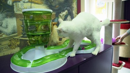 Gato Aquiles é o vidente oficial da Copa da Rússia