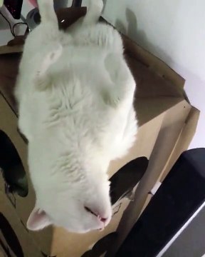 Chat cassé ? il dort dans une position tellement drôle !