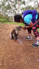 Adorable : une randonneuse donne de l'eau à boire à un koala