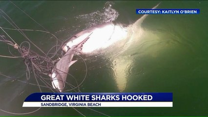 Researchers Catch Small Shark, 8-Foot Great White Steals It