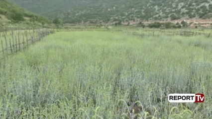 Korçë, kultivimi i çajit, banorët: Tregtimi i kësaj bime sjell të ardhura të mira