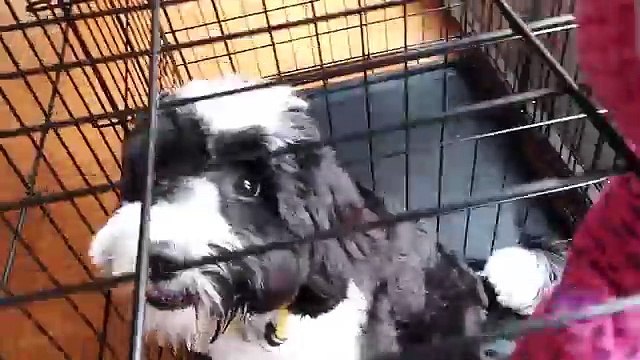 BIRD FISHING- Ouch!! Little Dog + Sugar = High Jumps (FUNnel Vision Shawn Reacts Vlog)