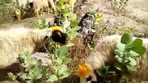 Goat farming pakistan بکرے کو موٹا کرنا وزن بڑھانا