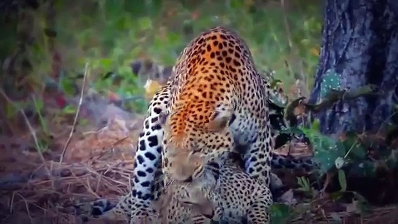 Animal mating video tiger love lion