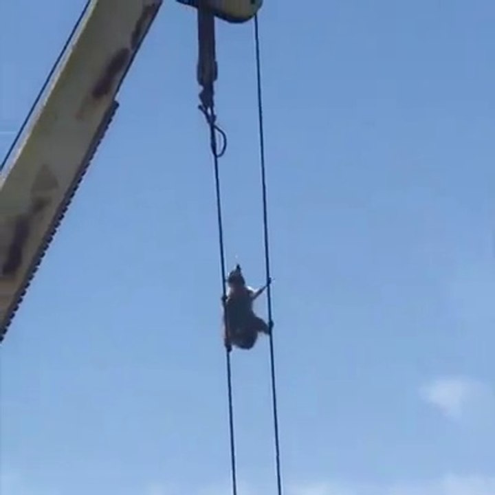 Un raton laveur escalade une grue en mode Cliffhanger... Trop mignon