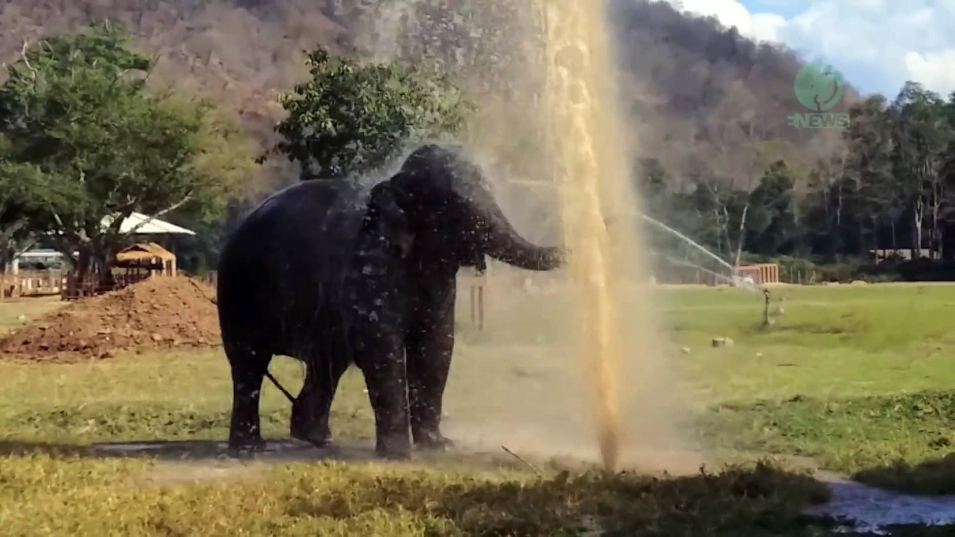 Un Bébé éléphant Joue Dans L'eau.