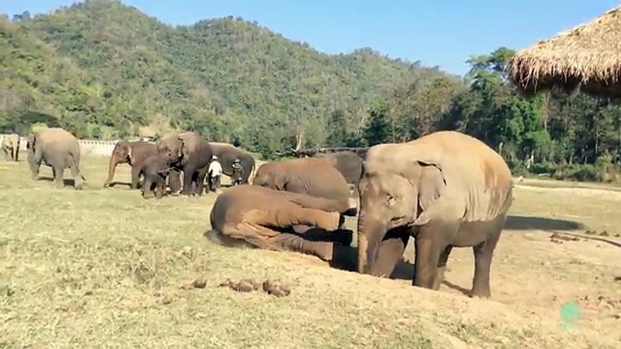 Elephant Fart