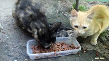 Cats eat food and Stray Dog wants food