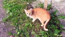 Mother cat hisses and the kittens are afraid of me