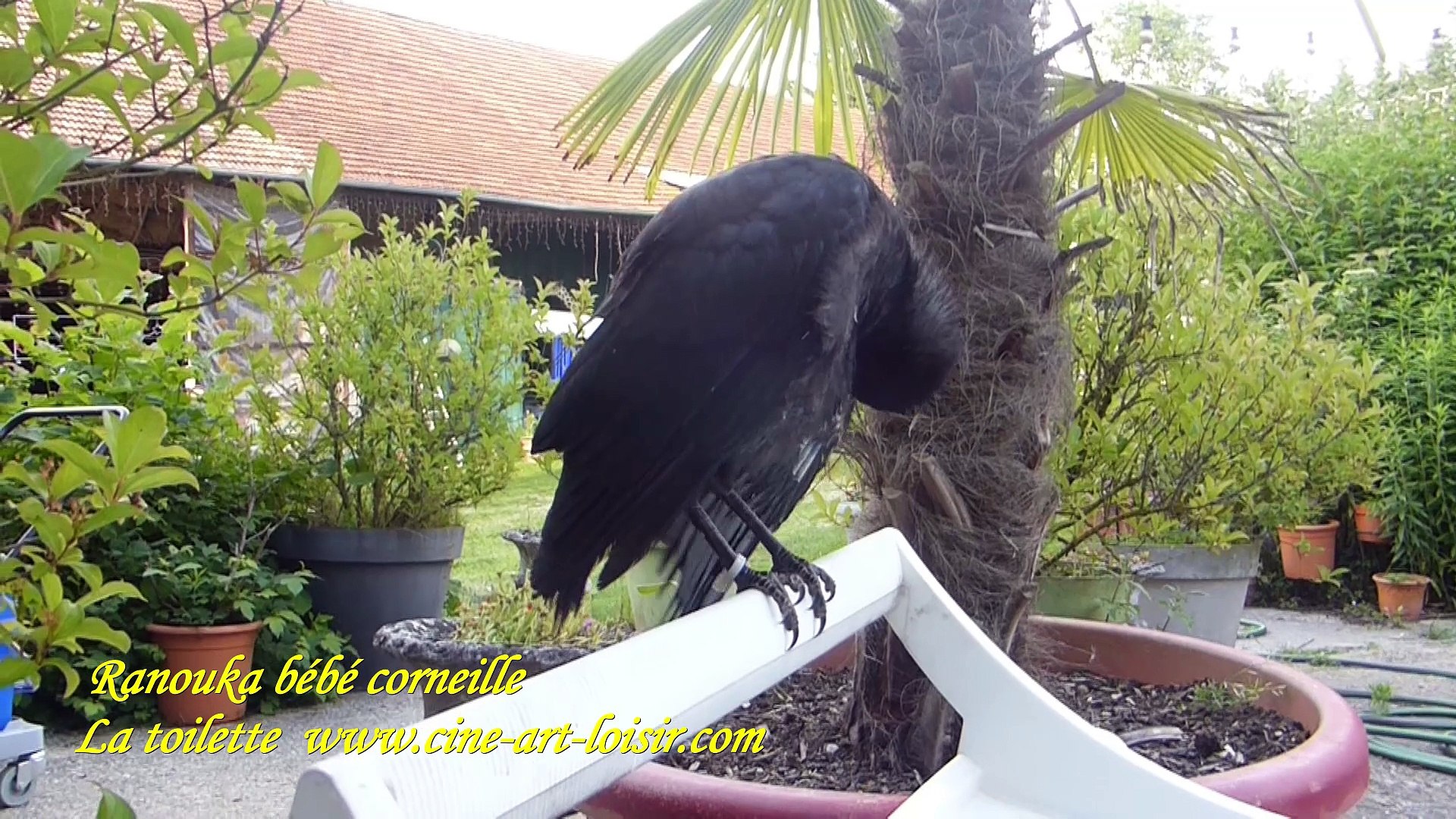 Ranouka La Corneille Noire Corvus Corone Un Film By Jean Claude Guerguy Video Dailymotion