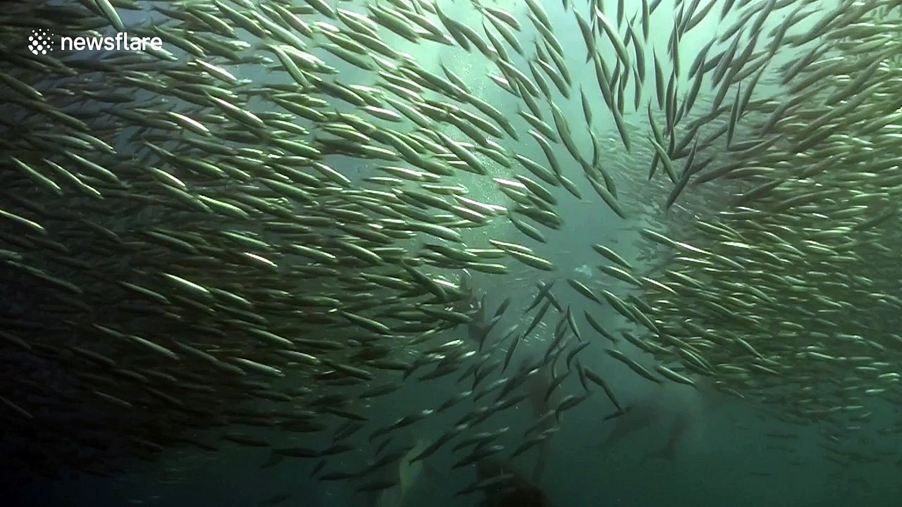 Predators feast on sardine run off the coast of South Africa