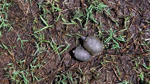 Una tortuga de paso ágil, una especie endémica de México