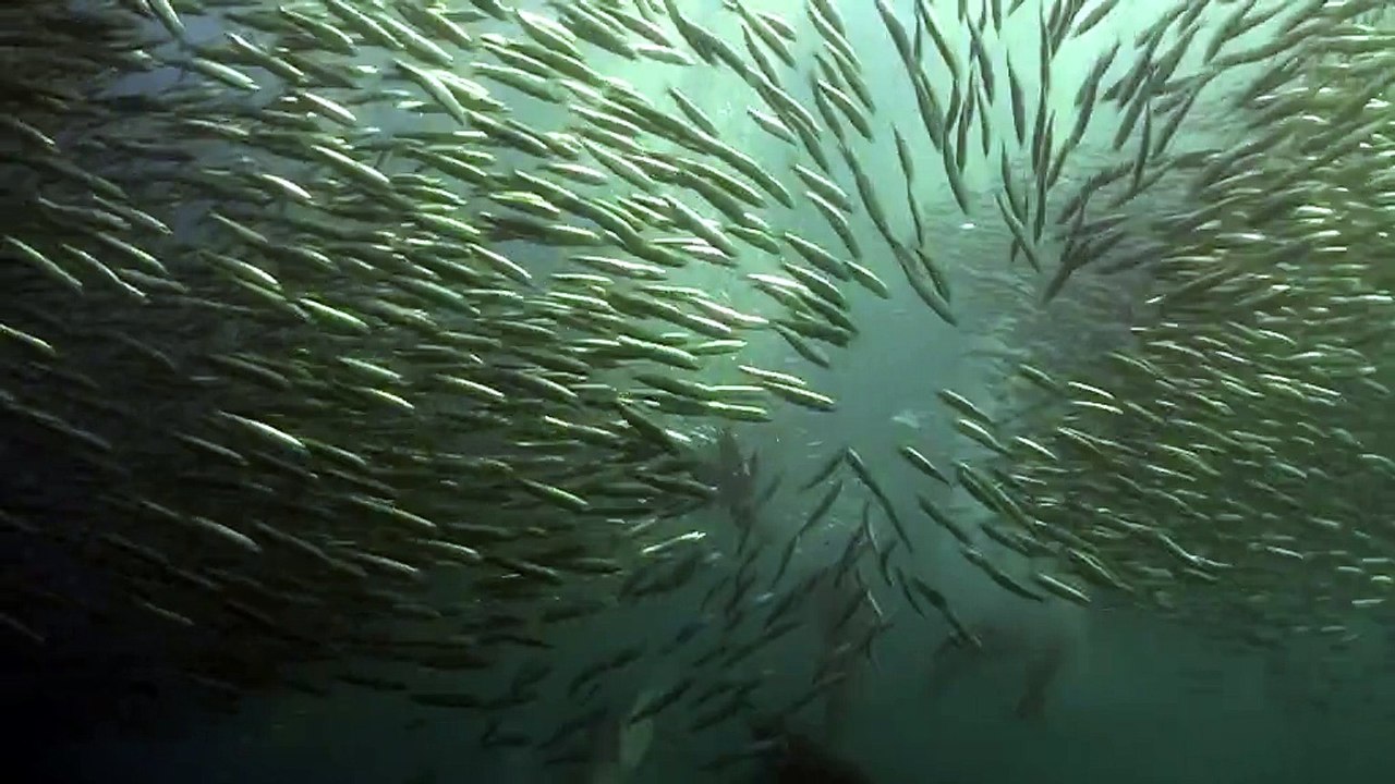 Predators feast on sardine run off the coast of South Africa