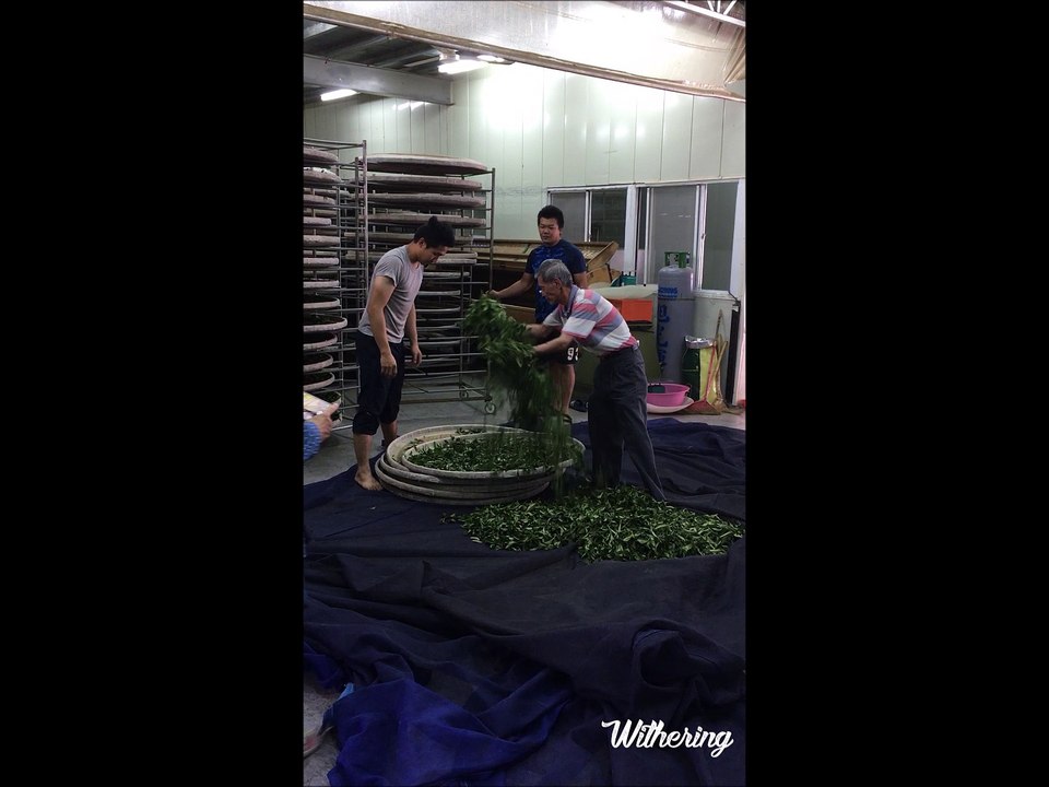 Withering