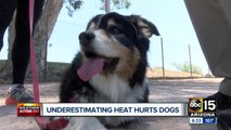 Underestimating the AZ heat can be deadly for dogs